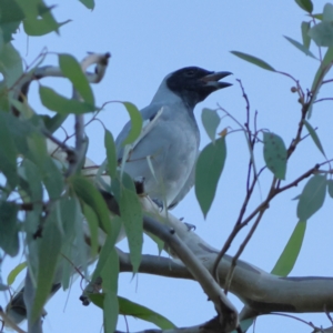 Coracina novaehollandiae at Higgins Woodland - 19 Mar 2024