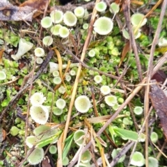 Cladonia sp. (genus) (Cup Lichen) at Mount Rogers - 18 Mar 2024 by WalkYonder