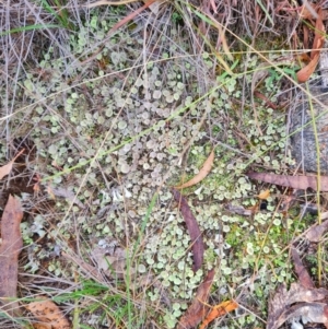 Cladonia sp. (genus) at Mount Rogers - 19 Mar 2024 10:18 AM