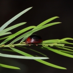 Unidentified Leaf beetle (Chrysomelidae) at Capalaba, QLD - 17 Mar 2024 by TimL