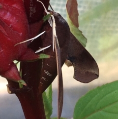 Hippotion scrofa (Coprosma Hawk Moth) at Lower Borough, NSW - 10 Mar 2024 by mcleana