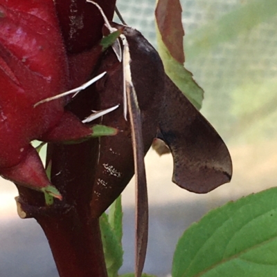 Hippotion scrofa (Coprosma Hawk Moth) at Lower Borough, NSW - 10 Mar 2024 by mcleana