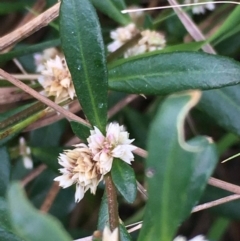 Alternanthera denticulata (Lesser Joyweed) at Borough, NSW - 10 Mar 2024 by mcleana