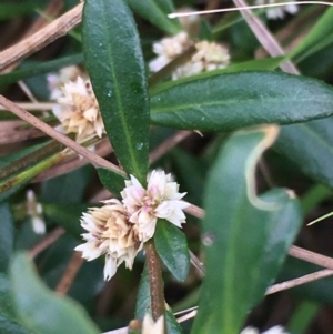 Alternanthera denticulata at Borough, NSW - 11 Mar 2024