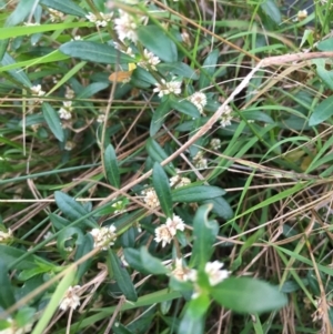 Alternanthera denticulata at Borough, NSW - 11 Mar 2024