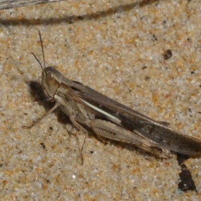 Caledia captiva (grasshopper) at Eurobodalla National Park - 19 Mar 2024 by HarveyPerkins