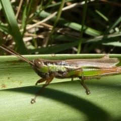 Bermius brachycerus (A grasshopper) at Eurobodalla National Park - 19 Mar 2024 by HarveyPerkins