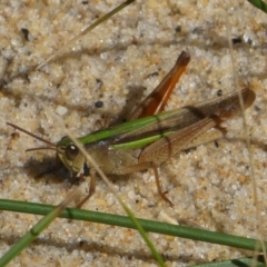 Schizobothrus flavovittatus (Disappearing Grasshopper) at Eurobodalla National Park - 19 Mar 2024 by HarveyPerkins