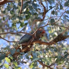 Callocephalon fimbriatum (Gang-gang Cockatoo) at Wamboin, NSW - 18 Mar 2023 by RobSpeirs
