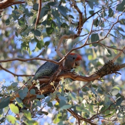 Callocephalon fimbriatum (Gang-gang Cockatoo) at Wamboin, NSW - 18 Mar 2023 by RobSpeirs