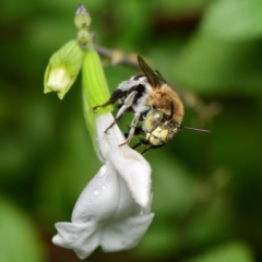 Amegilla sp. (genus) (Blue Banded Bee) at Downer, ACT - 19 Mar 2024 by RobertD