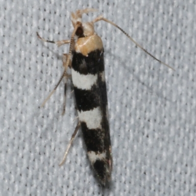 Limnaecia camptosema (A Cosmet moth (Cosmopteriginae) at Freshwater Creek, VIC - 12 Feb 2024 by WendyEM