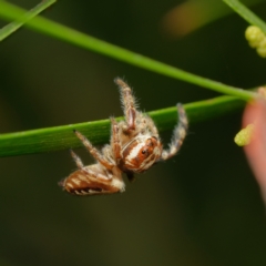 Unidentified Jumping or peacock spider (Salticidae) at Downer, ACT - 19 Mar 2024 by RobertD