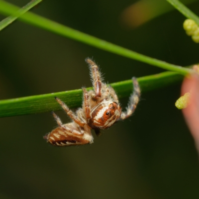 Opisthoncus sp. (genus) (Opisthoncus jumping spider) at Downer, ACT - 20 Mar 2024 by RobertD