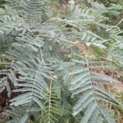 Acacia dealbata (Silver Wattle) at Canyonleigh, NSW - 18 Mar 2024 by plants