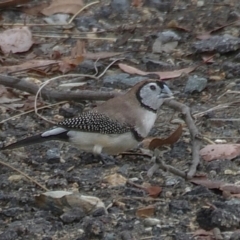 Stizoptera bichenovii (Double-barred Finch) at Kambah, ACT - 18 Mar 2024 by PaulB