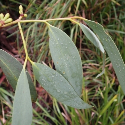 Eucalyptus pauciflora (A Snow Gum) at Canyonleigh, NSW - 18 Mar 2024 by plants