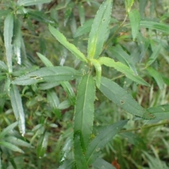 Prostanthera lasianthos (Victorian Christmas Bush) at Canyonleigh, NSW - 18 Mar 2024 by plants