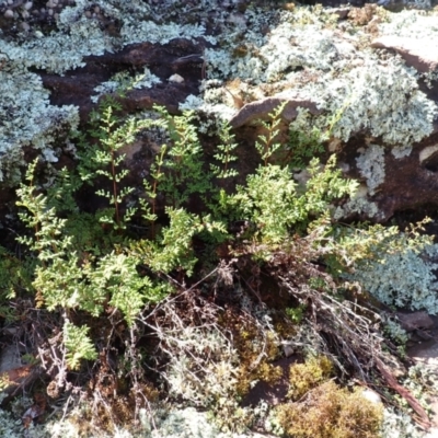 Cheilanthes sieberi (Rock Fern) at Belanglo, NSW - 19 Mar 2024 by plants