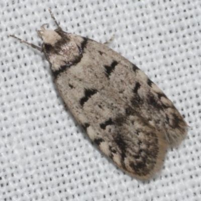 Unidentified Concealer moth (Oecophoridae) at Freshwater Creek, VIC - 11 Feb 2024 by WendyEM