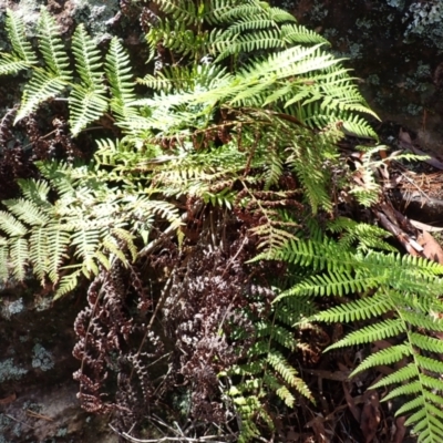 Cyathea australis subsp. australis (Rough Tree Fern) at Belanglo, NSW - 18 Mar 2024 by plants