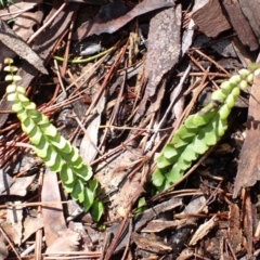 Lindsaea linearis (Screw Fern) at Belanglo, NSW - 19 Mar 2024 by plants