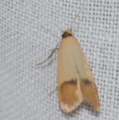 Tachystola stenoptera (Chezela Group) at Freshwater Creek, VIC - 11 Feb 2024 by WendyEM