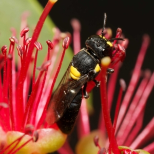 Hylaeus sp. (genus) at Harrison, ACT - 19 Mar 2024