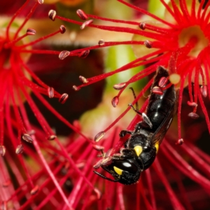 Hylaeus sp. (genus) at Harrison, ACT - 19 Mar 2024