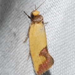 Chrysonoma tentatella (Wingia group) at Freshwater Creek, VIC - 12 Feb 2024 by WendyEM