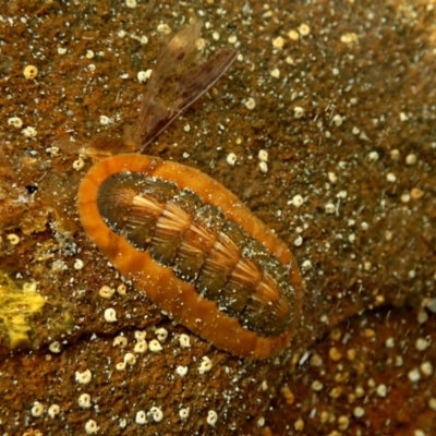 Unidentified Chiton at Tomahawk, TAS - 22 Feb 2024 by BushRenegade