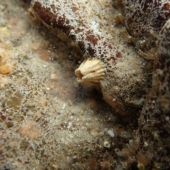 Unidentified Barnacle at Tomahawk, TAS - 22 Feb 2024 by BushRenegade