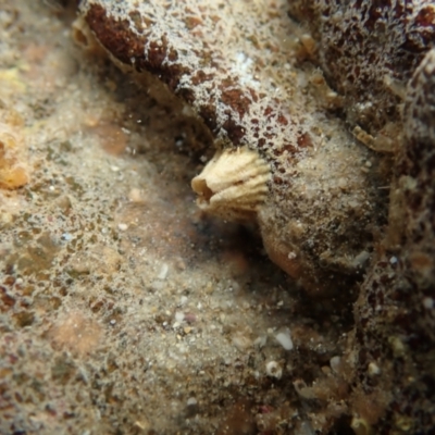 Unverified Barnacle at Tomahawk, TAS - 22 Feb 2024 by BushRenegade