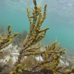 Unidentified Marine Alga & Seaweed at Tomahawk, TAS - 22 Feb 2024 by BushRenegade