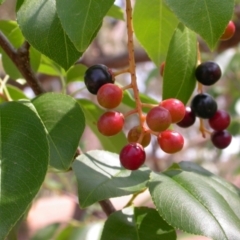 Prunus lusitanica (Portugese Laurel) at Hackett, ACT - 19 Jan 2007 by waltraud