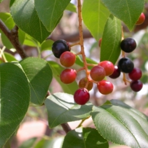 Prunus lusitanica at Hackett, ACT - 19 Jan 2007