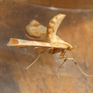 Sceliodes cordalis at Red Hill to Yarralumla Creek - 20 Mar 2024