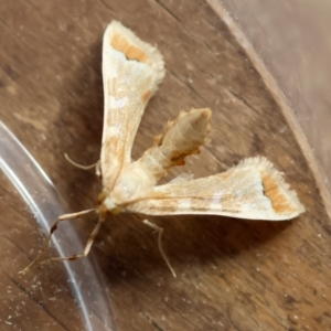 Sceliodes cordalis at Red Hill to Yarralumla Creek - 20 Mar 2024