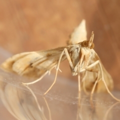 Sceliodes cordalis at Red Hill to Yarralumla Creek - 20 Mar 2024