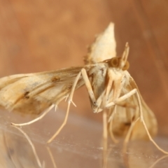 Sceliodes cordalis at Red Hill to Yarralumla Creek - 20 Mar 2024