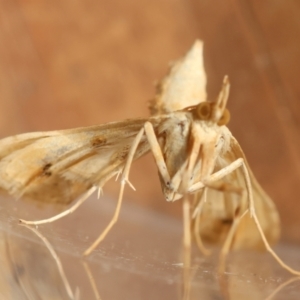 Sceliodes cordalis at Red Hill to Yarralumla Creek - 20 Mar 2024