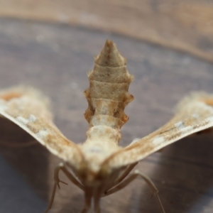 Sceliodes cordalis at Red Hill to Yarralumla Creek - 20 Mar 2024