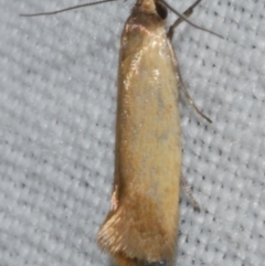 Phauloplana illuta (A concealer moth) at Freshwater Creek, VIC - 11 Feb 2024 by WendyEM