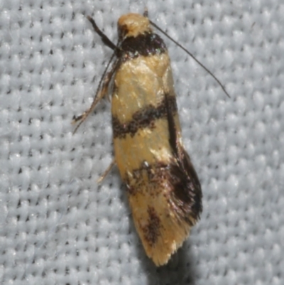 Psaroxantha calligenes (Wingia Group) at Freshwater Creek, VIC - 12 Feb 2024 by WendyEM