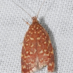 Syringoseca rhodoxantha (A concealer moth) at Freshwater Creek, VIC - 12 Feb 2024 by WendyEM