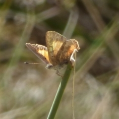 Paralucia aurifera (Bright Copper) at West Hobart, TAS - 26 Jan 2024 by VanessaC