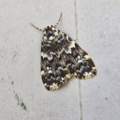 Halone coryphoea (Eastern Halone moth) at Lyneham, ACT - 19 Mar 2024 by trevorpreston