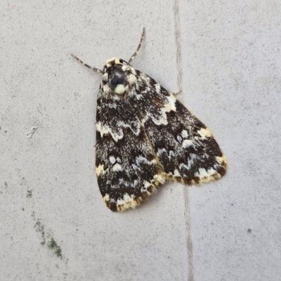 Halone coryphoea (Eastern Halone moth) at Lyneham, ACT - 19 Mar 2024 by trevorpreston