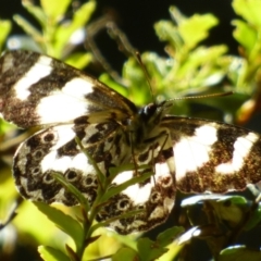 Unidentified Butterfly (Lepidoptera, Rhopalocera) at Western Creek, TAS - 30 Dec 2023 by VanessaC
