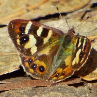 Argynnina hobartia (Hobart Brown) at West Hobart, TAS - 6 Oct 2023 by VanessaC